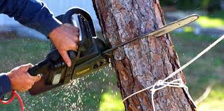 Professional Tree Removal and Landscaping Services in Connell, WA